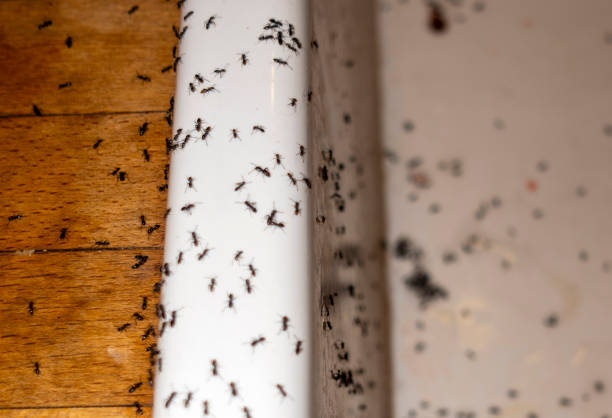 Best Pest Prevention Services  in Flandreau, SD