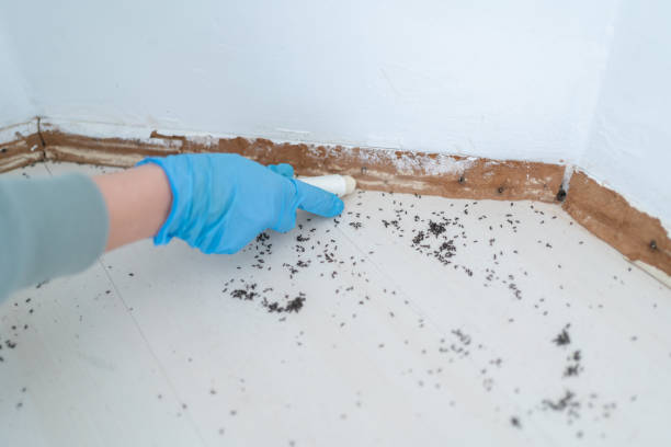 Best Local Pest Control Services  in Flandreau, SD