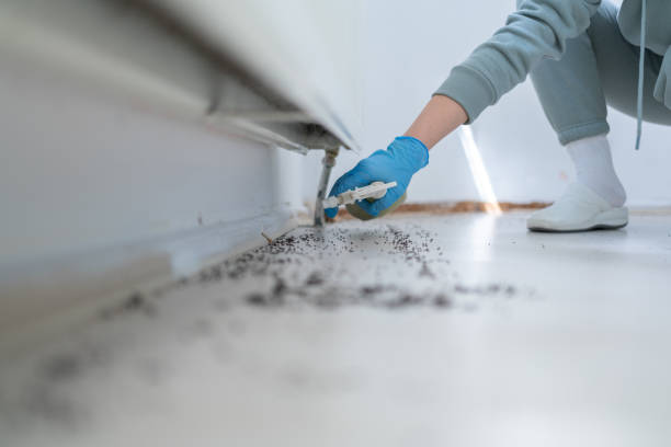 Best Wasp Removal Services  in Flandreau, SD